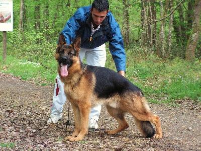 Le Berger allemand - Bienvenue sur nos.pets Le Berger allemand - Bienvenue sur nos.pets