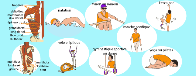 Muscles du dos et exercices dédiés