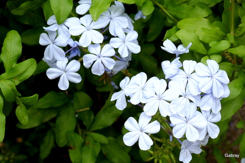 Les fleurs du plumbago 