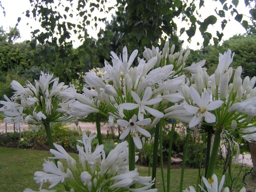 Les agapanthes, fleur de l'été