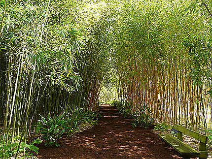 Bambous : Arbres : Jardin Botanique Yves Rocher : La Gacilly (Gazilieg) :  Morbihan : Bretagne : Routard.com