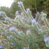 Vipérine des Pyrénées (Echium asperrimum)
