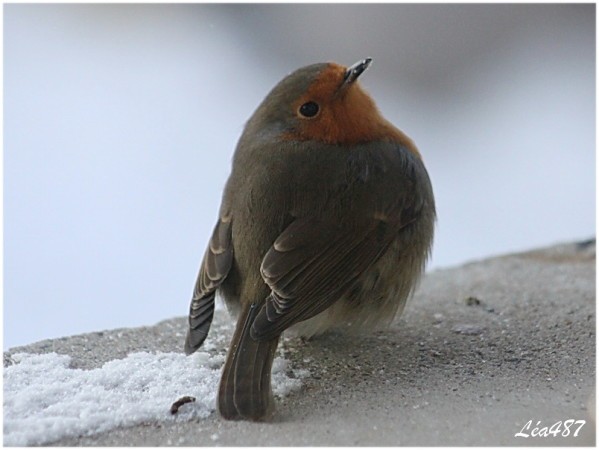 Oiseaux-2-0499-Rouge-gorge-copie-1.jpg