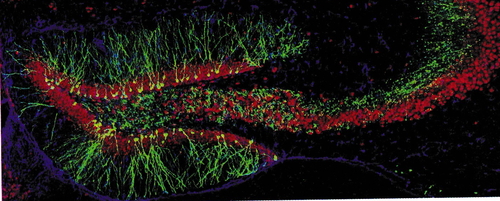 De jeunes neurones sont créés chaque jour dans l'hippocampe.