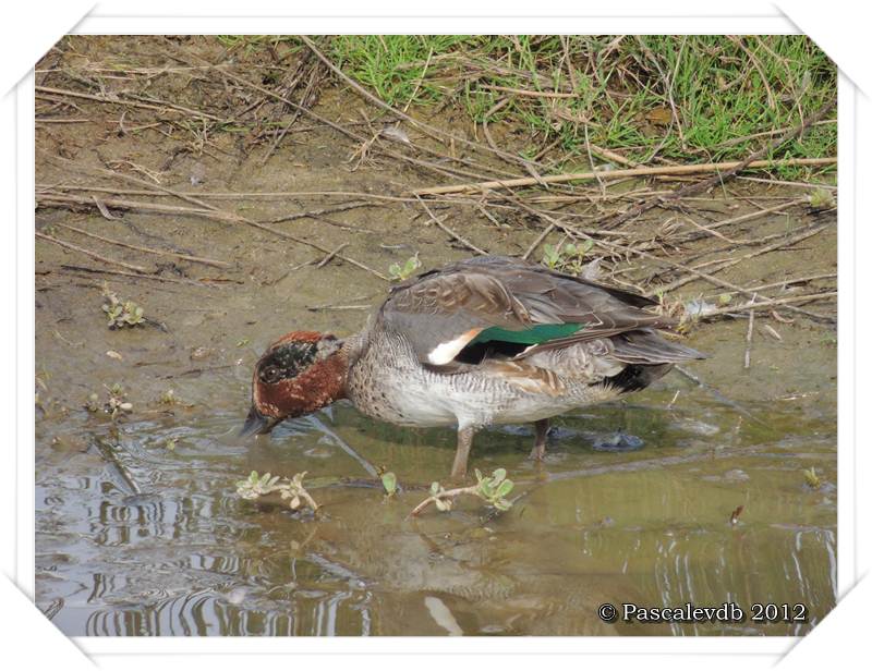 Visite à la réserve ornithologique du Teich - 6/8