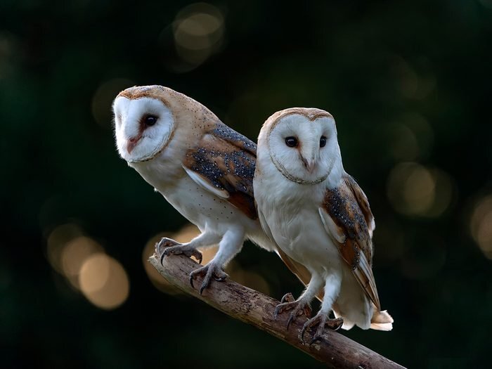 Bonne nouvelle au Pays de Galles: des chouettes aident un Gallois contre la maladie mentale.