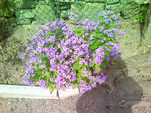 quelques fleurs de mon jardin