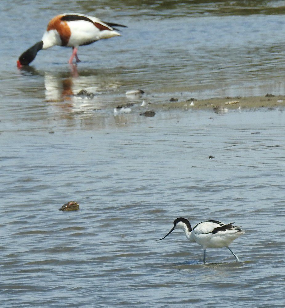 Avocettes élégantes au Teich...