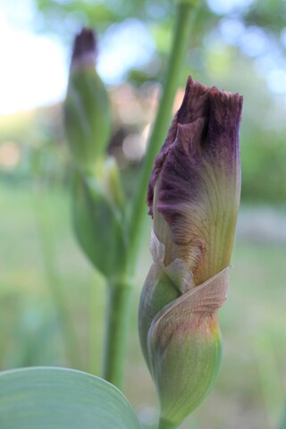 iris variegata 'Santiago Castroviejo' de Cayeux