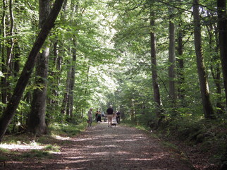 Sortie Forêt de grimboscq (exposition de champignons)
