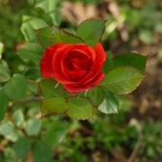 Une rose rouge en plein hiver - Février 2022
