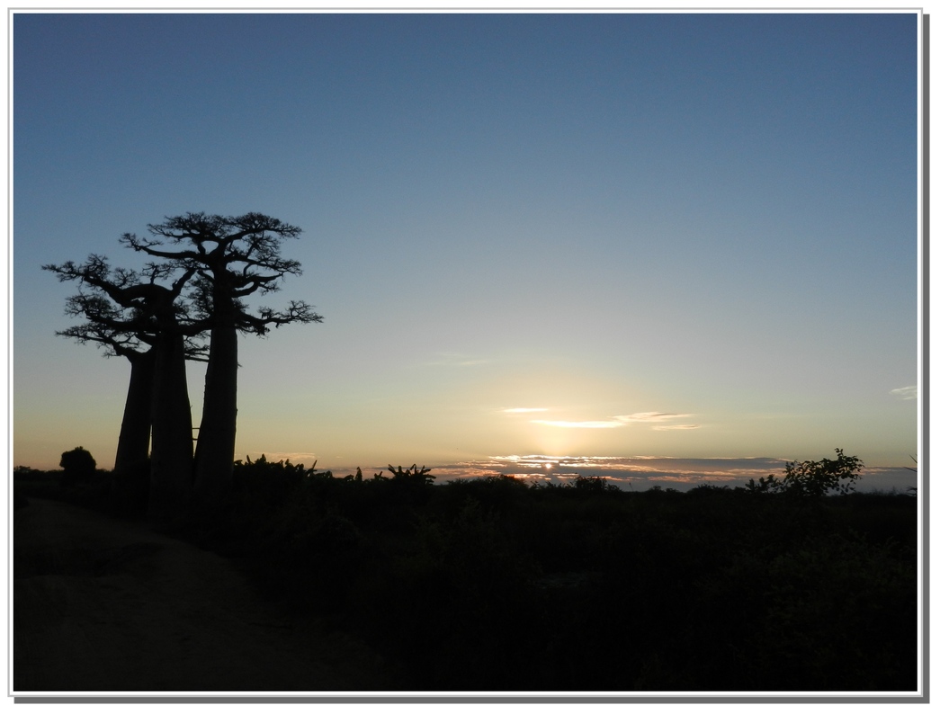 LE SOLEIL SE LEVE SUR LES BAOBABS 