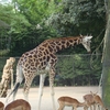 Girafes (Giraffe)