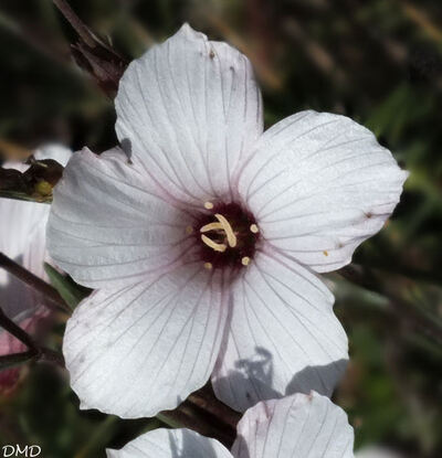 Linum suffruticosum subsp. appressum