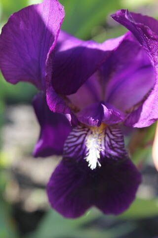 Iris intermédiaire germanica violet