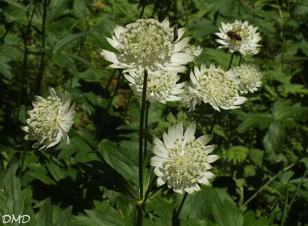 Astrantia major  -  grande astrance