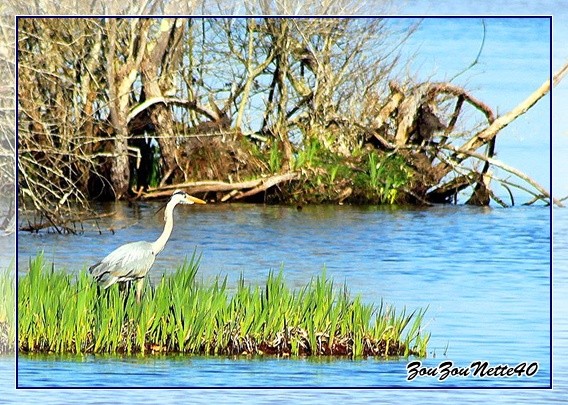 ILE-AUX-OISEAUX-2--.jpg