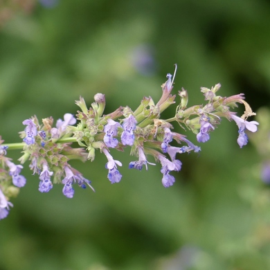 N comme Nepeta, Nicotiana et Nina...