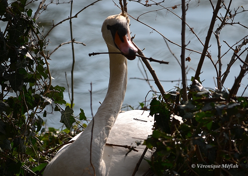 Lac Daumesnil, bois de Vincennes : Le cygne tuberculé : la construction du nid