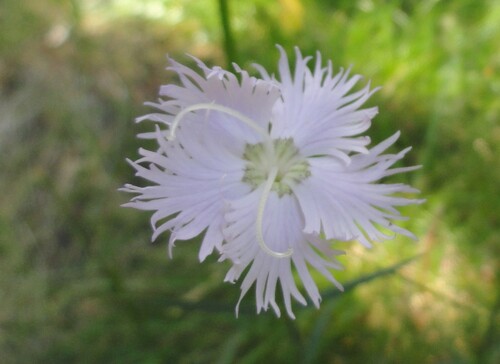 Fleurs roses