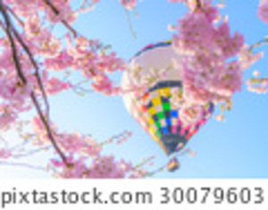 season balloons sakura tree blossoms balloons 