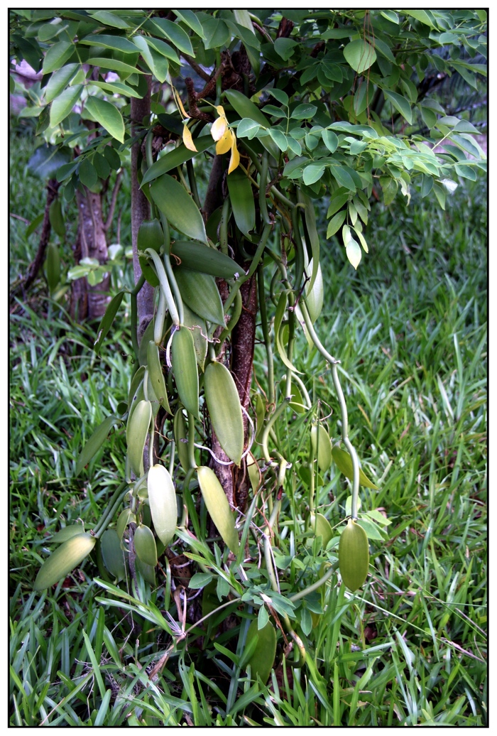 Les orchidées sauvage de Madagascar