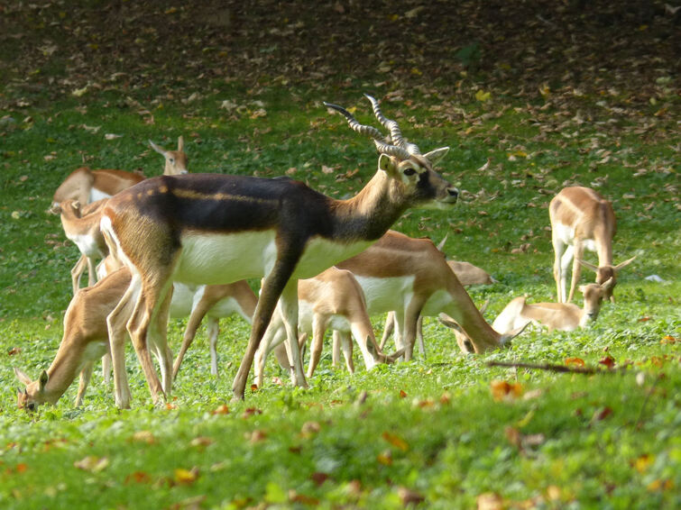 Au Parc de Clères (76 )