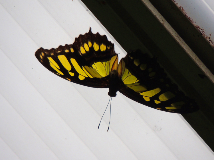 Papillons exotiques.(2).Amérique du Sud.Images gratuites.Par Jipé