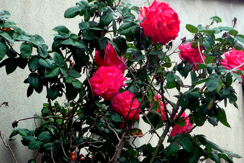 Des jolies roses
