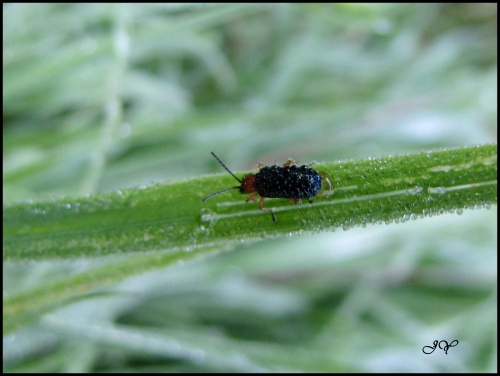 Criocère des céréales.