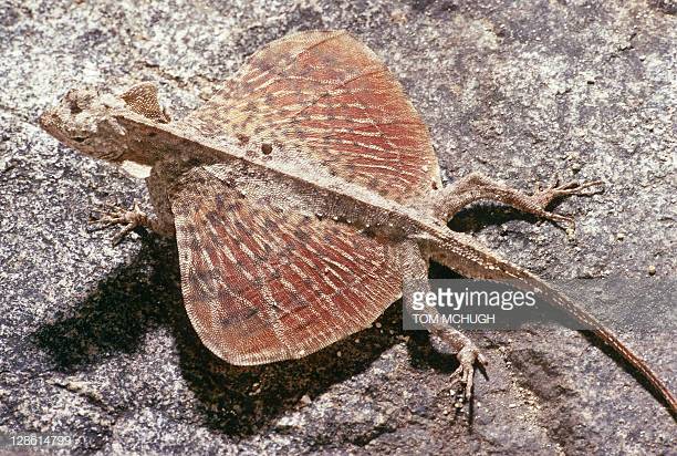 RÃ©sultat de recherche d'images pour "LE DRAGON VOLANT DE BORNEO  image"