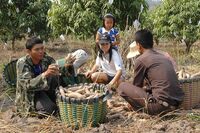 Autour des nasses de manioc