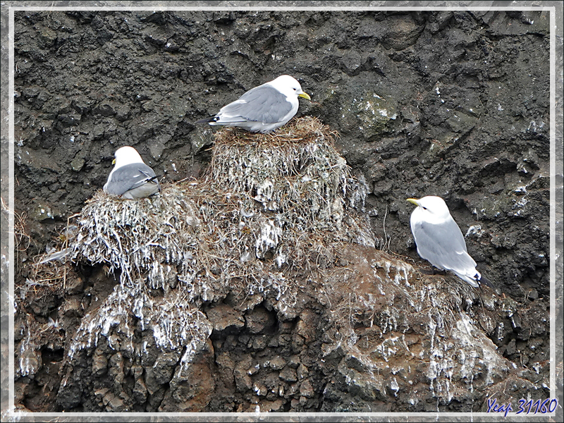 07/06/2023 : les oiseaux des falaises de Reykjanesviti : mouettes, fulmars, guillemots - Péninsule de Reykjanes - Islande
