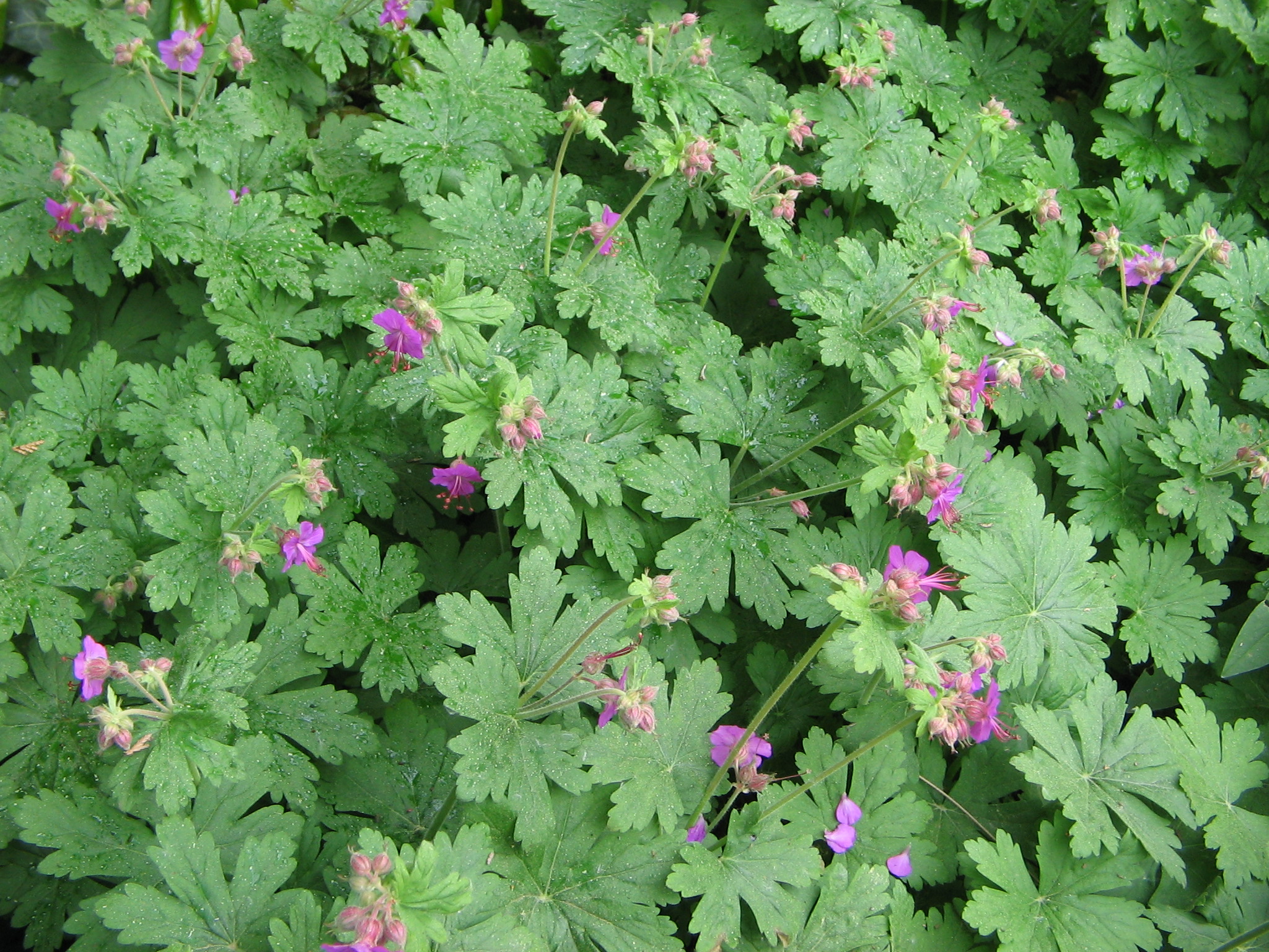 Géranium vrai, Zdravets Geranium macrorrhizum