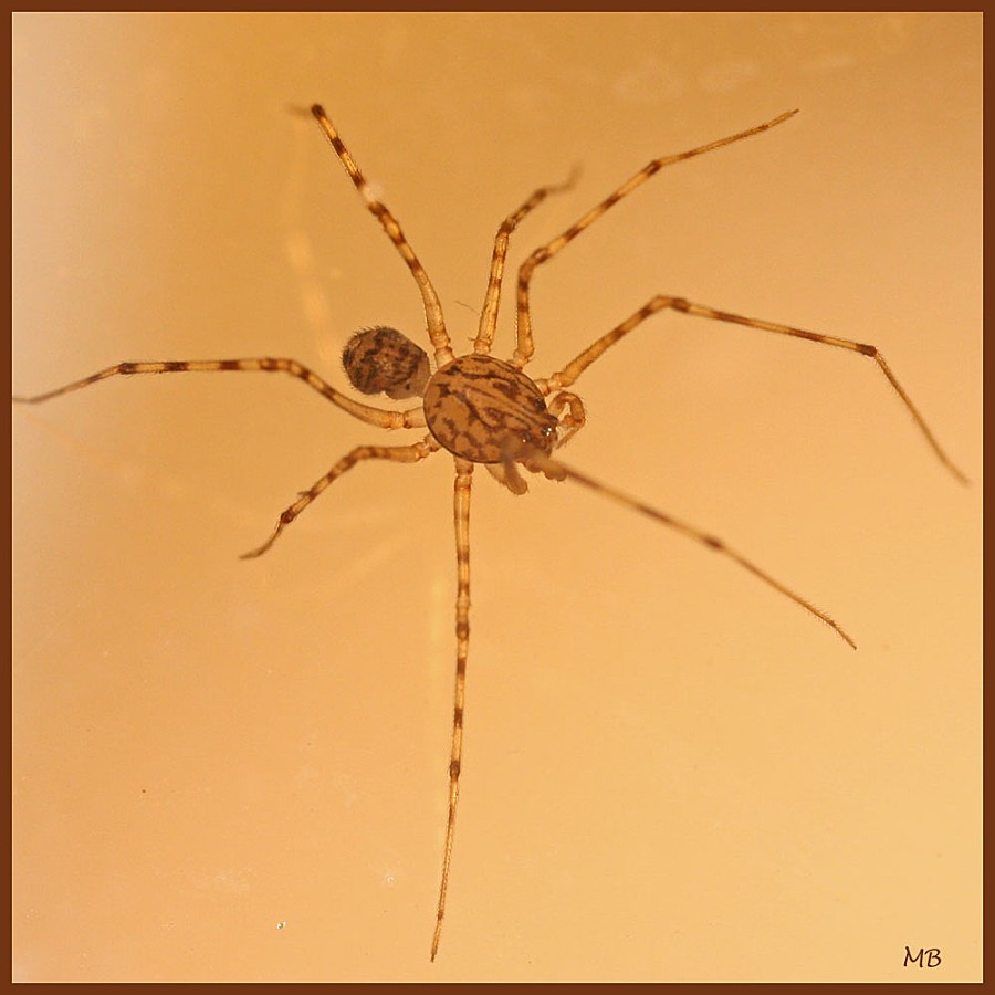 Arachnides-04-7151.jpg