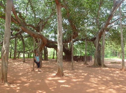 Banian Tree (arbre sacré en Inde)