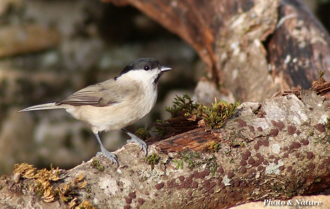 Mésange nonnette