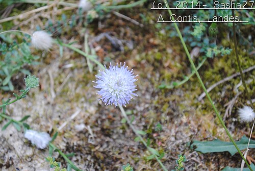 Chardon dans les dunes...