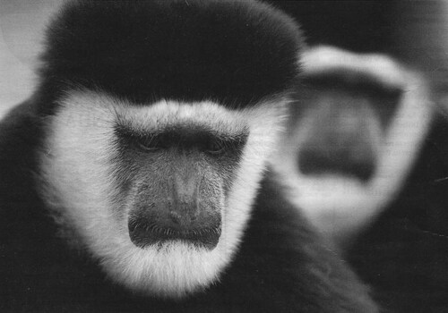 Les singes pourraient avoir disparu dans 25 ans
