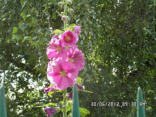 fleurs-et-divers-30-Juin-005.JPG