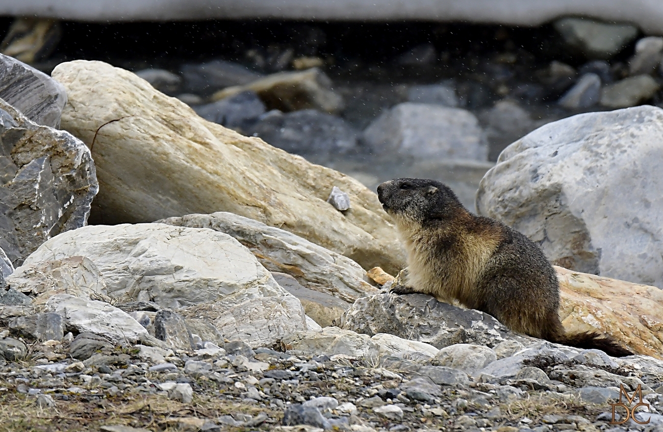 Marmotte des alpes
