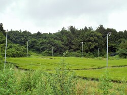 Plantations de thé vert au sud ouest de l'île