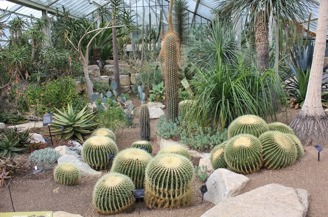 cactus "coussin de belle-mère" ou Echinocactus grusonii