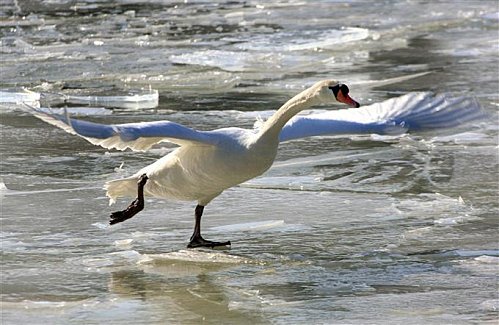 fais moi un cygne 2