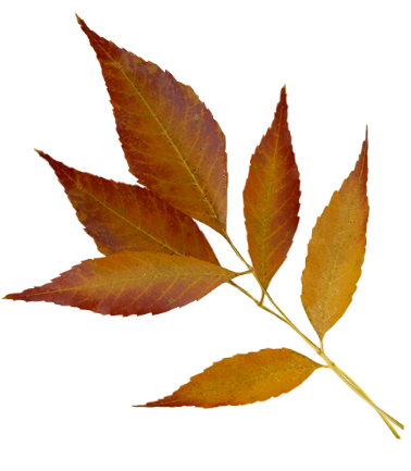 Tubes png feuilles