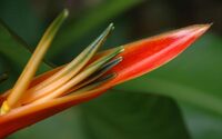 fleur de Guadeloupe oiseau du paradis