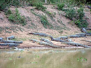 Jacare Caiman, Pantanal 17web