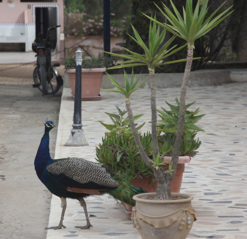 D'Essaouira à 