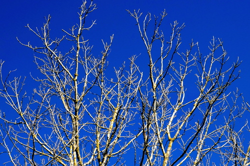 Janvier : les branches nues 