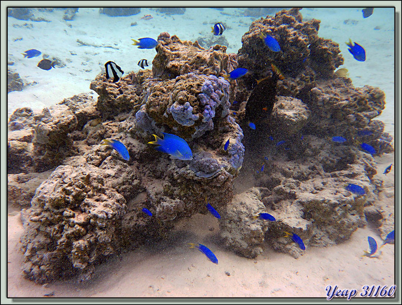 Plongée bouteille : Patate de corail et ses Poissons-demoiselles - Bora Bora - Polynésie française